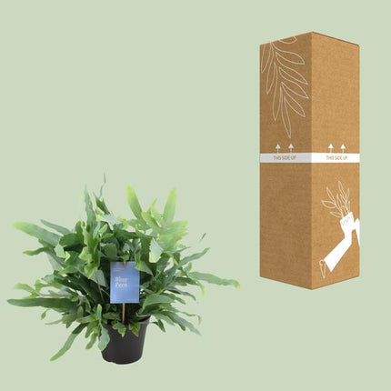 Baumfreund – Phlebodium Blauer Farn – Goldtüpfelfarn – Zimmerpflanze Ø14cm – ca. 40cm hoch – luftreinigende Farnpflanze für Zuhause & Büro – pflegeleichte Grünpflanze