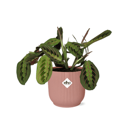 Pfeilwurz Maranta Leuconeura Fascinator Tricolor – Zimmerpflanze Ø14cm ↕25cm – dekorative Gebetspflanze im rosa Vibes Fold Übertopf