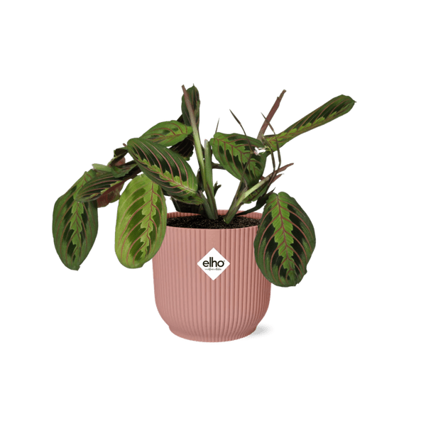 Pfeilwurz Maranta Leuconeura Fascinator Tricolor – Zimmerpflanze Ø14cm ↕25cm – dekorative Gebetspflanze im rosa Vibes Fold Übertopf