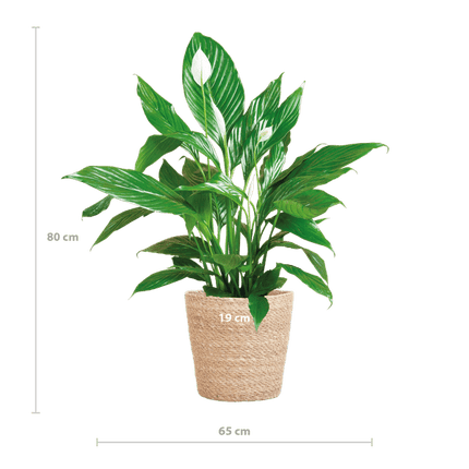 Scheidenblatt – Spathiphyllum – ↕80 cm – Ø21 cm-Topf + Naturkorb „Sofia“ – Zimmerpflanze mit weißen Blüten – Pflegeleicht & luftreinigend