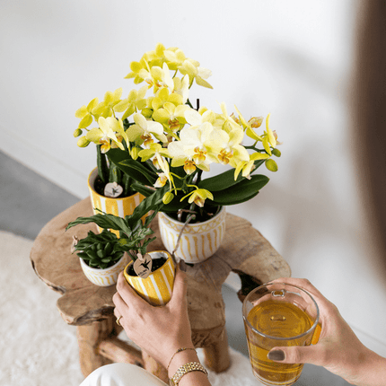 Ziertopf Painted Stripe – Gelb – Ø6cm – Moderner Keramiktopf mit Streifenmuster – Pflanzentopf für Sukkulenten, Kakteen & kleine Zimmerpflanzen – Mediterranes Wohnaccessoire