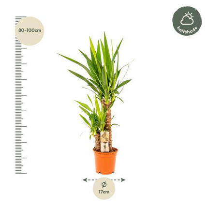Palmlilie Yucca – Robuste Zimmerpflanze – Ø17cm – Höhe 90cm – Luftreinigend & Pflegeleicht – Perfekt für helle Standorte
