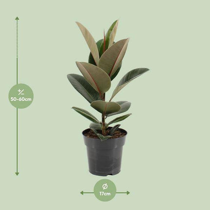 Gummibaum Ficus Elastica Robusta – Ø17cm – ↕55cm – Pflegeleichte Zimmerpflanze mit großen, glänzenden Blättern – Luftreinigende Grünpflanze für Wohnzimmer, Büro & Wintergarten