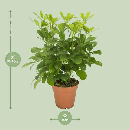 Strahlenaralie – Schefflera Nora – Zimmerpflanze – Ø13cm – ca. 35cm hoch – dekorative pflegeleichte Pflanze für Wohnung & Büro