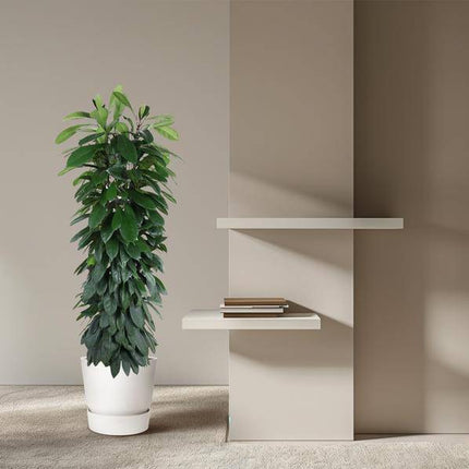 Gummibaum – Ficus Cyathistipula 150cm – Ø29cm – Elegante Zimmerpflanze mit glänzenden grünen Blättern – Immergrüne Dekopflanze für Wohnzimmer, Büro & Wintergarten – Pflegeleicht