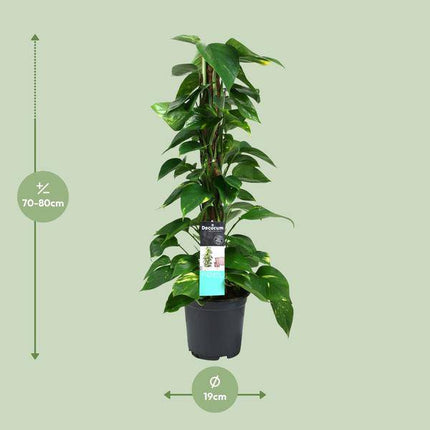 Efeutute Scindapsus Epipremnum – Ø19cm – ↕80cm – Pflegeleichte Rankpflanze & luftreinigende Zimmerpflanze – Große Grünpflanze für Wohnzimmer, Büro & Wintergarten