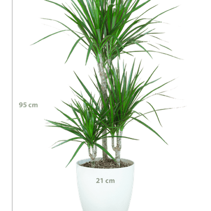 Dracaena Marginata – Drachenbaum – Zimmerpflanze – ca. 95cm hoch – Ø21cm – inkl. nachhaltigem Viber Übertopf Weiß – pflegeleichte tropische Grünpflanze