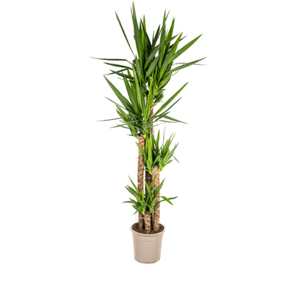 Riesen-Palmlilie - Yucca Elephantipes - Zimmerpflanze - Ø27cm - ↕160cm – Pflegeleicht & robust