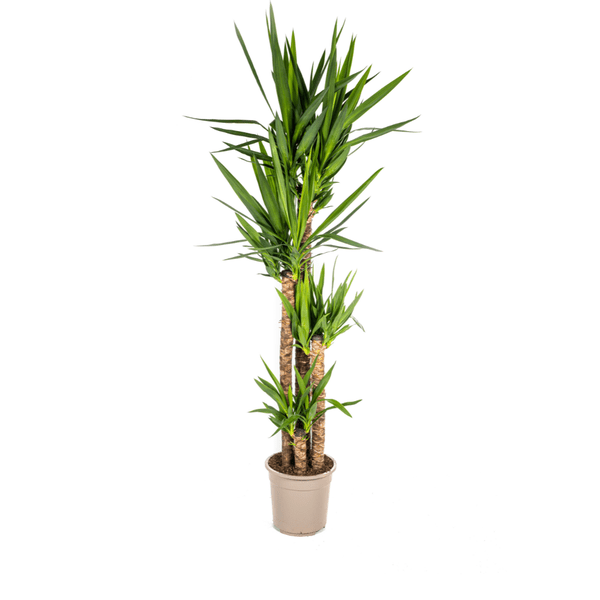 Riesen-Palmlilie - Yucca Elephantipes - Zimmerpflanze - Ø27cm - ↕160cm – Pflegeleicht & robust