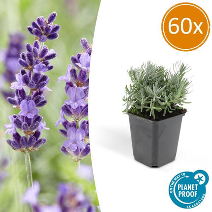 Lavandula angustifolia Hidcote – Lavendel – Reich blühend – ↕10-25cm – Ø9cm – 60 Pflanzen – Pflegeleicht & sonnig – Für Garten, Beete & Balkon