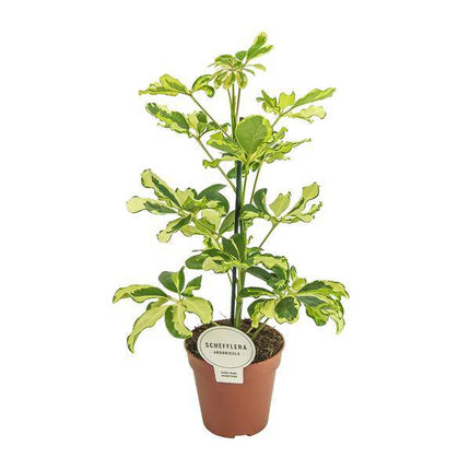 Strahlenaralie – Schefflera Charlotte – Zimmerpflanze – Ø13cm – ca. 45cm hoch – luftreinigende Grünpflanze für Zuhause & Büro