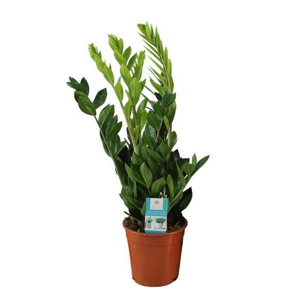 Glücksfeder – Zamioculcas Zamiifolia – Zimmerpflanze – Ø17cm – ↕65cm – Pflegeleichte Grünpflanze mit glänzenden Blättern – Robuste & elegante Dekopflanze