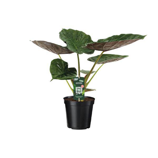 Alocasia Wentii – Elefantenohr – Ø19cm x H70cm – Tropische Zimmerpflanze mit pfeilförmigem Laub – Pflegeleicht & luftreinigend – Für Halbschatten