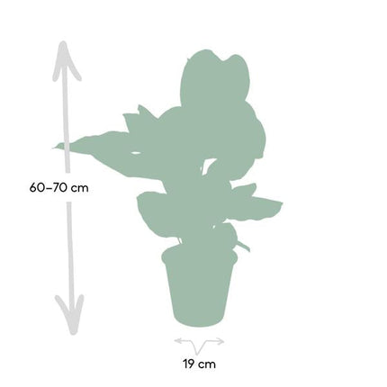 Calathea Ornata Korbmarante – Zimmerpflanze – Ø19cm ↕75cm – Dunkelgrüne Blätter mit rosa Streifen – Tropische Pflanze für Wohnräume