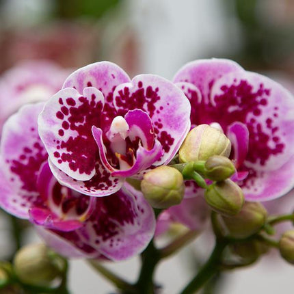 Phalaenopsis Orchidee Rosa Lilac Diamond-Linie – Zimmerpflanze – Ø9cm – Einzigartige Muster