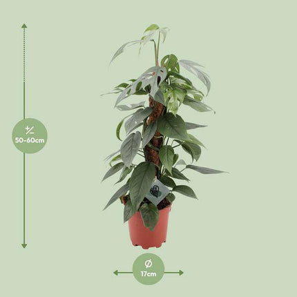 Efeutute – Epipremnum Pinnatum Cebu Blue – Zimmerpflanze – Ø17cm – ↕60cm – Seltene Rankpflanze mit silbrig-blauen Blättern – Pflegeleicht & luftreinigend