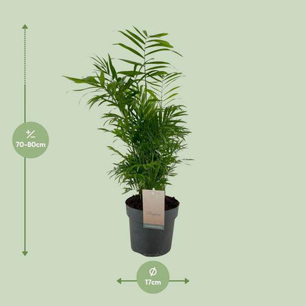 Mexikanische Bergpalme Chamaedorea Elegans – Ø17cm – ↕50cm – Pflegeleichte Zimmerpalme mit luftreinigender Wirkung – Tropische Grünpflanze für Wohnzimmer, Büro & Schlafzimmer