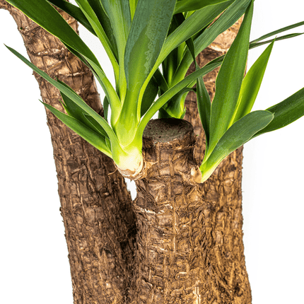 Riesen-Palmlilie - Yucca Elephantipes - Zimmerpflanze - Ø24cm - ↕90-100cm – Pflegeleicht & robust – Luftreinigend