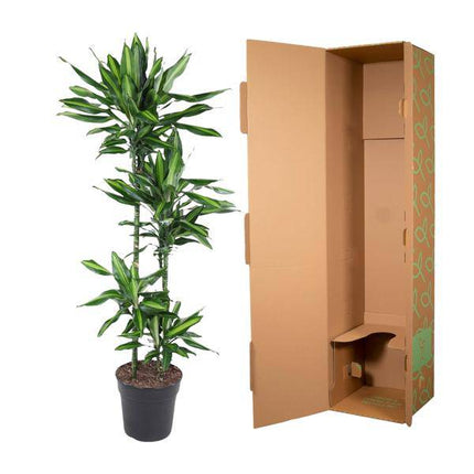 Drachenbaum – Dracaena Cintho 150cm – Ø27cm – Zimmerpflanze mit grünen Blättern & hellgrünem Rand – Tropische pflegeleichte Dekopflanze für Wohnzimmer, Büro & Wintergarten