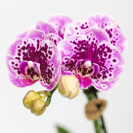 Phalaenopsis Orchidee Rosa Lilac Diamond-Linie – Zimmerpflanze – Ø9cm – Einzigartige Muster