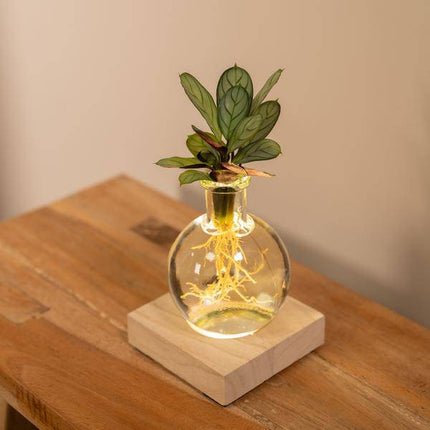 Calathea Hydroponie – Mischung im Samoa Glas mit LED Beleuchtung Zimmerpflanze Ø12cm ↕10cm – pflegeleichte Grünpflanze für Wohnzimmer, Büro