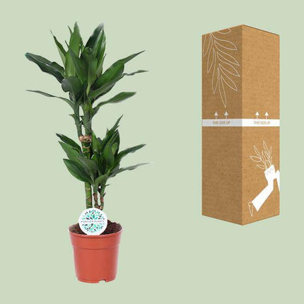Drachenbaum Dracaena Janet Lind Zimmerpflanze Ø17cm ↕70cm – pflegeleichte Grünpflanze für Wohnzimmer, Büro & helle Standorte kaufen