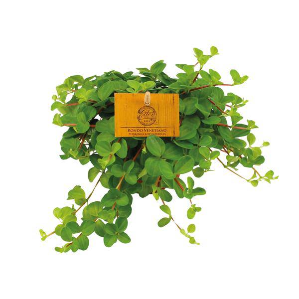 Zwergpfeffer – Peperomia Rotundifolia – Zimmerpflanze – Ø11cm – ↕15cm – Kompakte & pflegeleichte Grünpflanze – Dekorative Blattschmuckpflanze für Zuhause & Büro