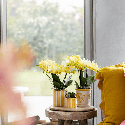 Orchidee Mexico Gelb und Sukkulente im Painted Stripe Ziertopf Gelb Ø9cm & Ø6cm – Pflanzenset – Zimmerpflanzen im modernen Design – Mediterrane Trendkollektion