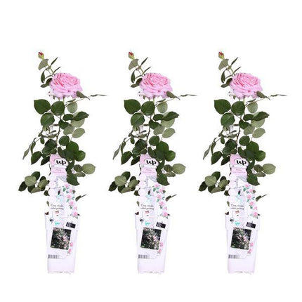 Kletterrose – Rose Crazy in Love 'Pink' – 3 Pflanzen – Ø15cm – Höhe ca. 65cm – Duftende & reich blühende rosa Rosen – Romantische Gartenrosen für Pergola, Zaun & Terrasse