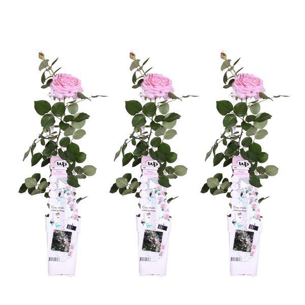 Kletterrose – Rose Crazy in Love 'Pink' – 3 Pflanzen – Ø15cm – Höhe ca. 65cm – Duftende & reich blühende rosa Rosen – Romantische Gartenrosen für Pergola, Zaun & Terrasse