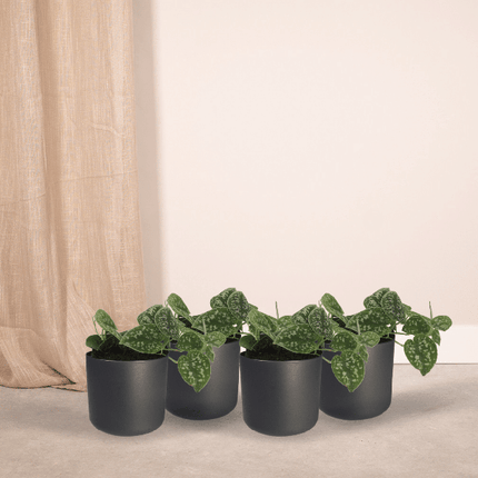 Efeutute Scindapsus pictus Epipremnum Zimmerpflanze Ø12cm – pflegeleichte Grünpflanze für Wohnzimmer, Büro & helle Standorte kaufen