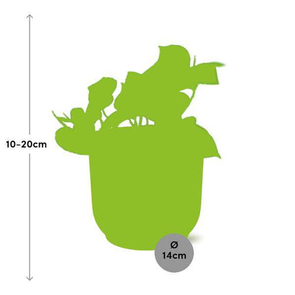 Efeutute Epipremnum Pinnatum Aureum Zimmerpflanze – pflegeleichte Grünpflanze für Wohnzimmer, Büro & helle Standorte kaufen
