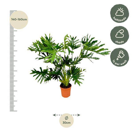 Baum-Philodendron – Philodendron Selloum – ca. 130cm hoch – Ø24cm – Tropische Zimmerpflanze mit großen, gelappten Blättern – Dekorative Grünpflanze für Wohnzimmer & Büro