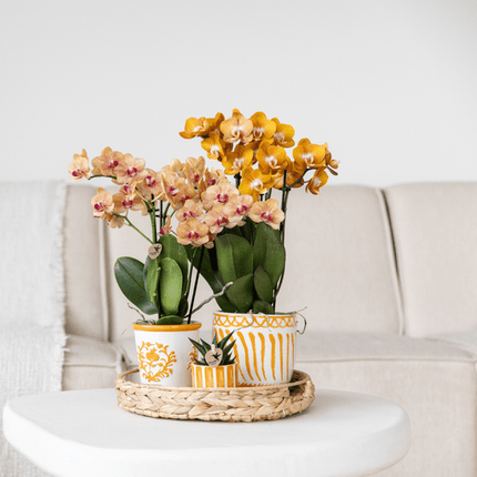 Malaga Blumentopf Orange Ø9cm – Dekorativer Keramiktopf in sommerlichem Design – Pflanzentopf für Zimmerpflanzen & Kräuter – Stilvolle Blumendeko für Wohnzimmer, Küche & Büro