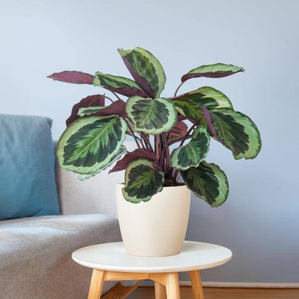 Calathea Medaillon 65cm – Korbmarante Zimmerpflanze Ø21cm im weißen Viber Topf – dekorative tropische Grünpflanze mit gemusterten Blättern