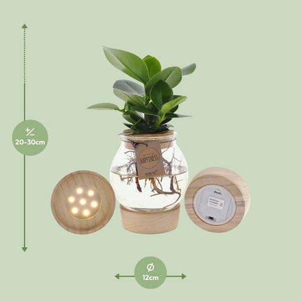 Clusia im sphärischen Glas mit LED & Schnappkorken – Ø12cm – ↕30cm – Pflegeleichte Hydroponie-Zimmerpflanze im dekorativen Glasgefäß – Begrünung für Wohnzimmer, Büro & Geschenkidee