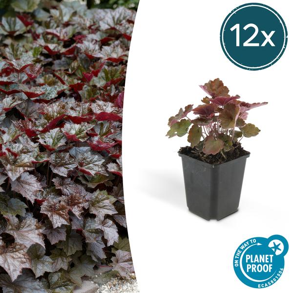 Heuchera mic. 'Palace Purple' – Rotblättriges Silberglöckchen – Ø9cm – ↕10-25cm – 12 Pflanzen – Schattengarten & bienenfreundlich