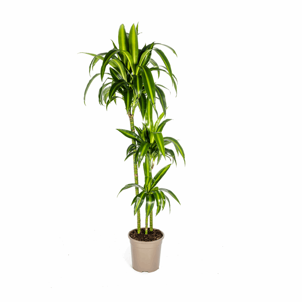 Dracaena Deremensis Hawaiian Sunshine – Drachenbaum – Ø24cm – ↕130-150cm – Tropische Zimmerpflanze mit gelb-grünen Blättern – Pflegeleicht & luftreinigend