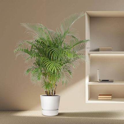 Goldfruchtpalme Dypsis Lutescens – Areca-Palme – 200cm hoch – Ø40cm – Große tropische Zimmerpflanze mit federartigen Blättern – Pflegeleicht & dekorativ – Für Wohnzimmer, Büro & Innenräume