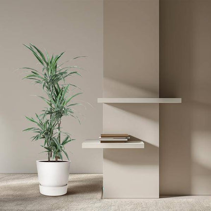 Drachenbaum – Dracaena Warneckei 150cm – Ø24cm – Zimmerpflanze mit weiß-grün gestreiften Blättern – Pflegeleichte Grünpflanze für Wohnzimmer, Büro & Wintergarten