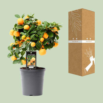 Orangenbaum – Citrus Calamondin – Calamondinorange – Zimmerpflanze Ø15cm – ca. 40cm hoch – duftende Blüten & dekorative Früchte – mediterrane Pflanze für Zuhause, Balkon & Terrasse