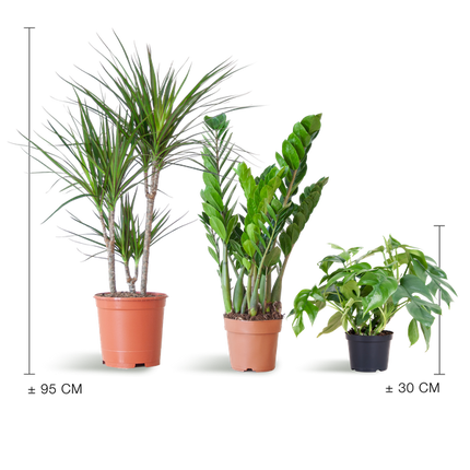 Schatten-Pflanzset – Zimmerpflanzen – Shade Plant Box – Ideal für Halbschatten – Pflegeleichte Indoor-Pflanzen-Mischung