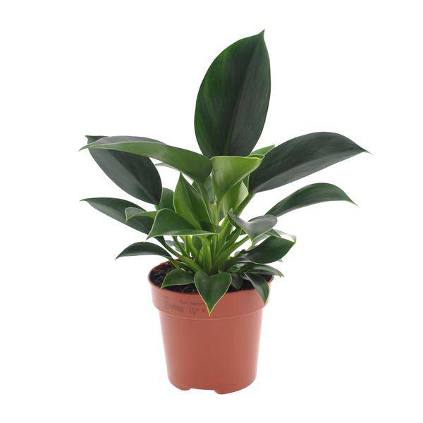 Philodendron Green Princess – Ø12cm – ↕25cm – Pflegeleichte Zimmerpflanze mit glänzenden Blättern – Kompakte Grünpflanze für Wohnzimmer, Büro & Regalbegrünung