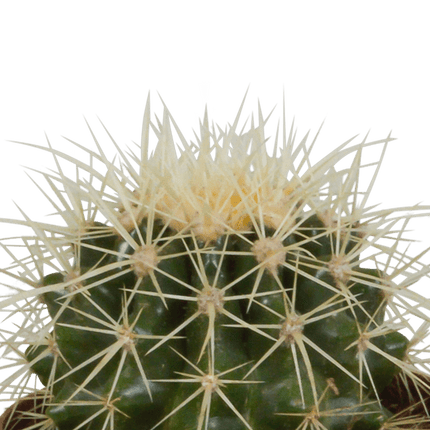 Kaktus Bolcactus Mix – 3 Pflanzen – Ø8,5cm Zimmerpflanzen – Verschiedene Kugelkakteen – Pflegeleichte Sukkulenten für Fensterbank, Büro & Wohnzimmer