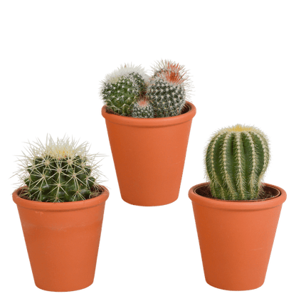 Kaktus Bolcactus Mix – 3 Pflanzen – Ø8,5cm Zimmerpflanzen im Terrakotta-Topf – Verschiedene Kugelkakteen – Pflegeleichte Sukkulenten für Fensterbank, Büro & Wohnzimmer