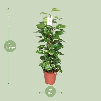 Efeutute Epipremnum Scindapsus Pinnatum – Goldene Efeutute am Moosstock – Ø19cm – ↕80cm – Luftreinigende Zimmerpflanze mit herzförmigen Blättern