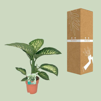 Dieffenbachia seguine Tropic Snow – Zimmerpflanze – Ø19cm – ↕70cm – immergrüne Blattschmuckpflanze mit gemusterten Blättern – pflegeleicht & luftreinigend