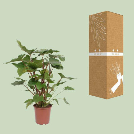 Homalomena Rubescens Maggy – Zimmerpflanze – Ø24cm – ↕90cm – tropische Grünpflanze mit dekorativen herzförmigen Blättern – pflegeleichte exotische Pflanze für Wohnzimmer & Büro