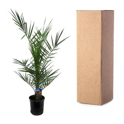 Phoenix Canariensis – Kanarische Dattelpalme – Exotische Zimmer- und Kübelpflanze – Palme für Garten, Terrasse & Wohnung – Ø15cm – ↕80cm
