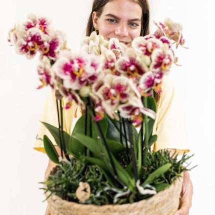 Einlage mit Wasserreservoir für Orchideenschale – Bewässerungssystem für Orchideen – Jungle – Bouquet 3x9cm + 3x WaterWicks – Ø25cm